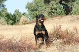 ROTTWEILER 012